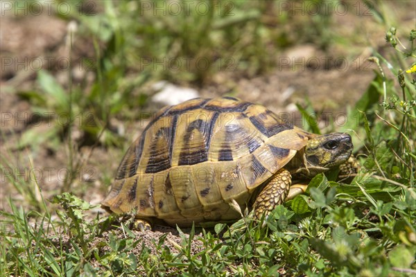 Greek tortoise