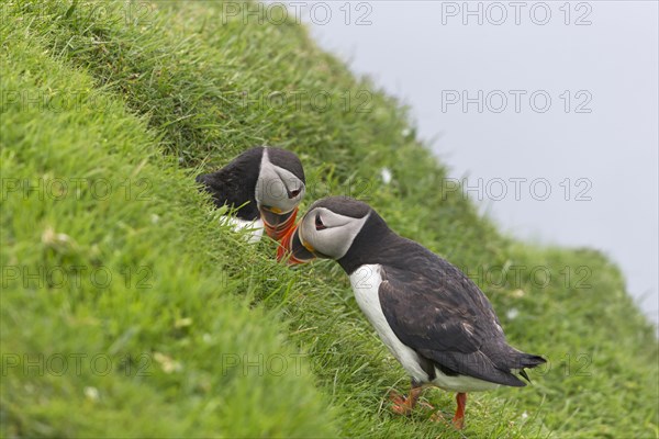 Atlantic Puffin