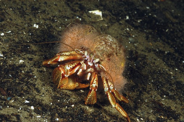 Common hermit crab