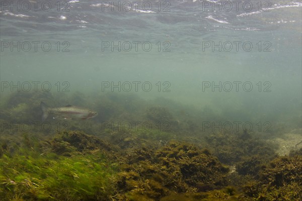 Rainbow trout