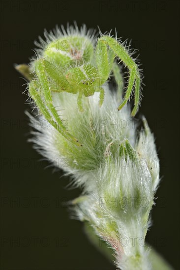 Crab spider