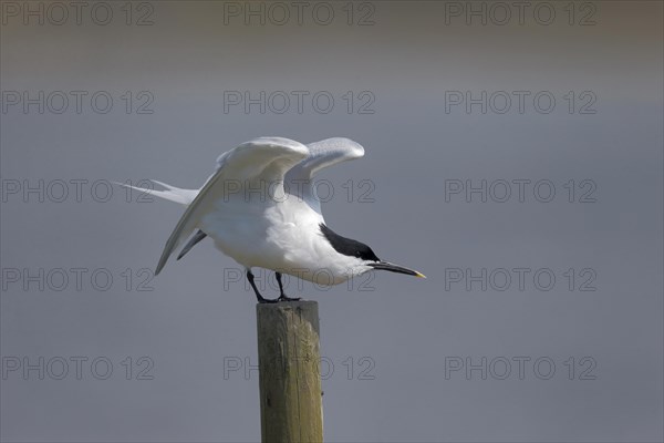 Sandwich Tern