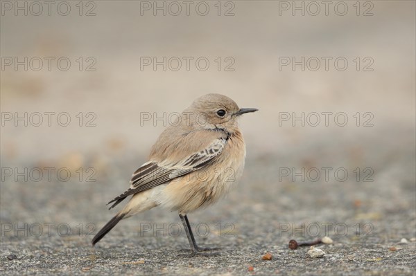 Desert Wheatear