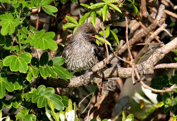 Brush Wattlebird