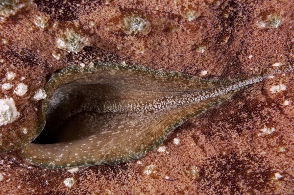 Sea hare