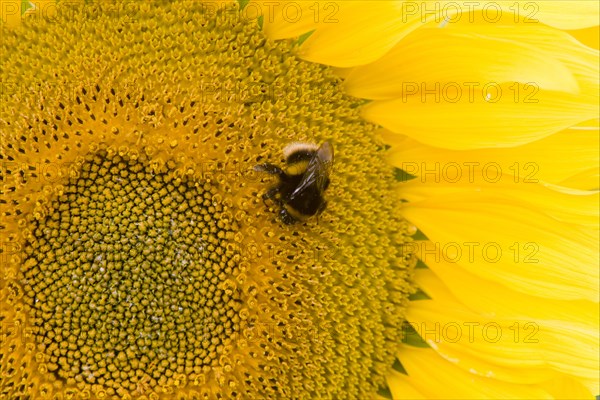 Buff-tailed Bumblebee