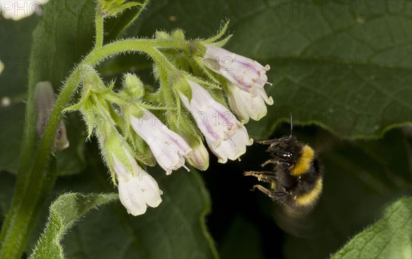 Meadow Bumblebee