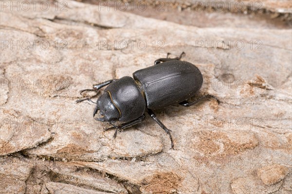 Lesser Stag Beetle