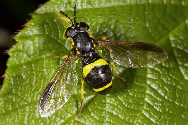 Two-banded Hoverfly