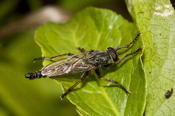 Robberfly