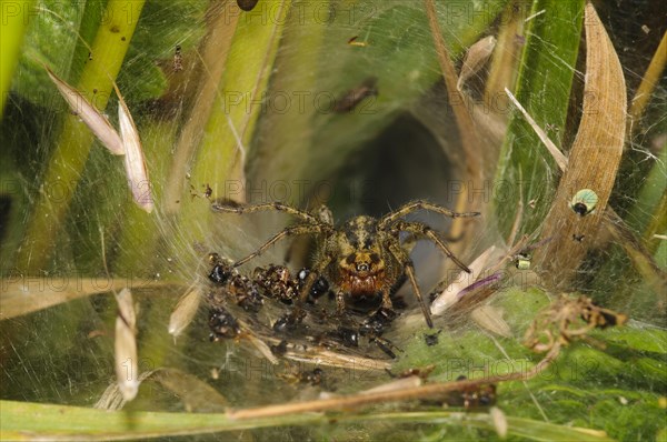 Adult common labyrinth spider