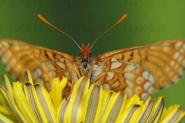 Scabiosa Fritillary