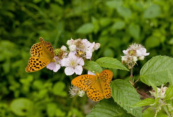 Silver-washed Fritillary