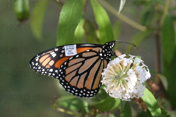 Monarch Butterfly