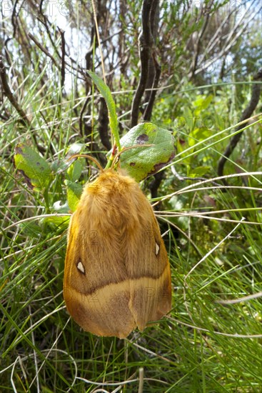 Oak Eggar