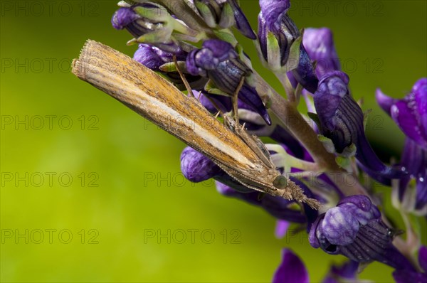 Common grass-veneer