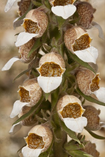 Woolly woolly foxglove