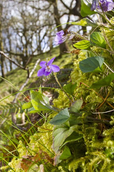 Wood violet