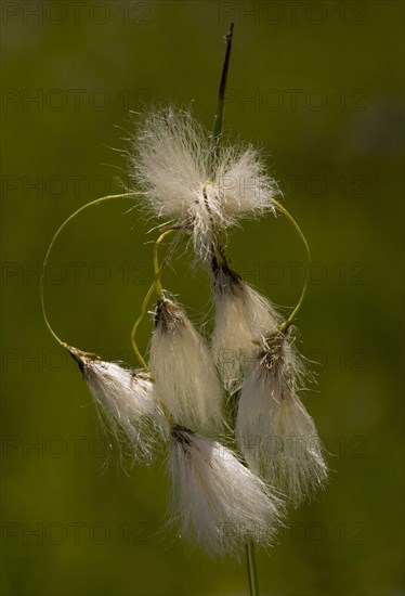Flowering broad leaved cotton grass