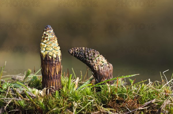 Field Horsetail