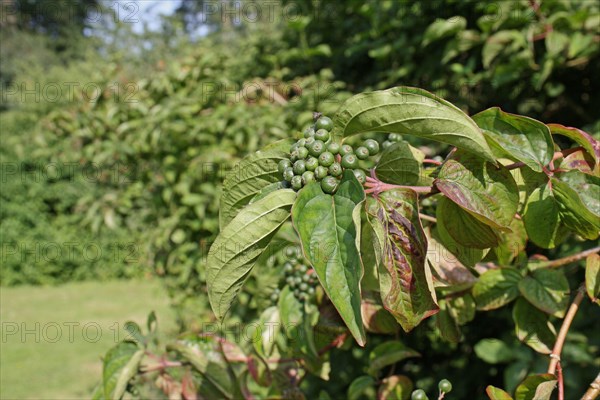 Common common dogwood