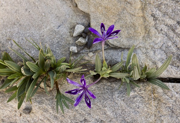 Flowering baboon root