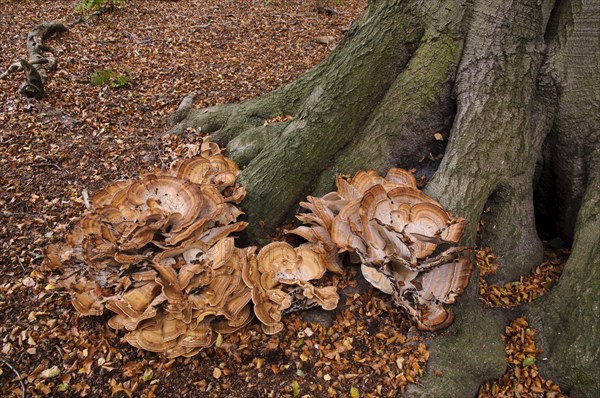 Giant Polypore