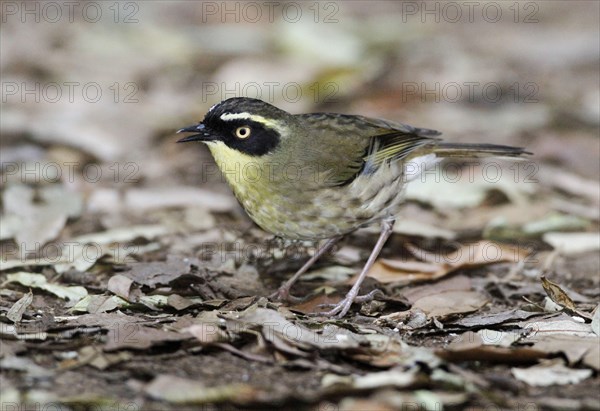 Yellow-throated bushwren