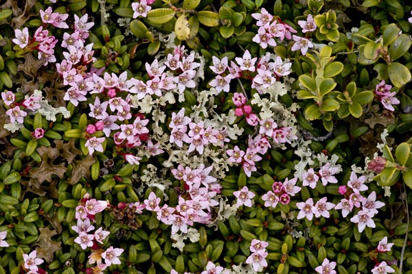 Trailing Azalea