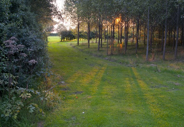 View of woodland and hedgerow at sunset