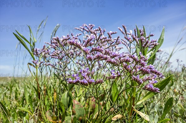 Common common sea lavender