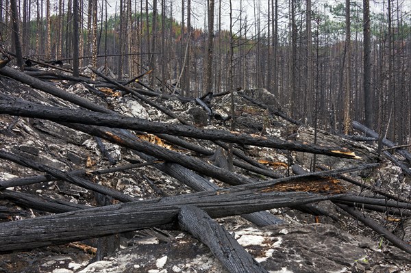 Charred logs burnt by forest fire