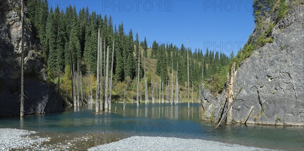 Dried trunks of