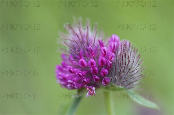 (Trifolium alpestre)