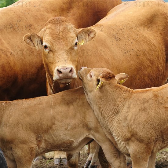 Murnau-Werdenfels cattle