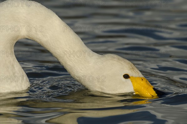 Whooper Swan