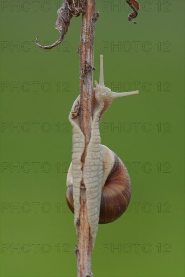 Roman snail