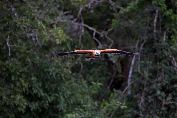 Black-collared hawk