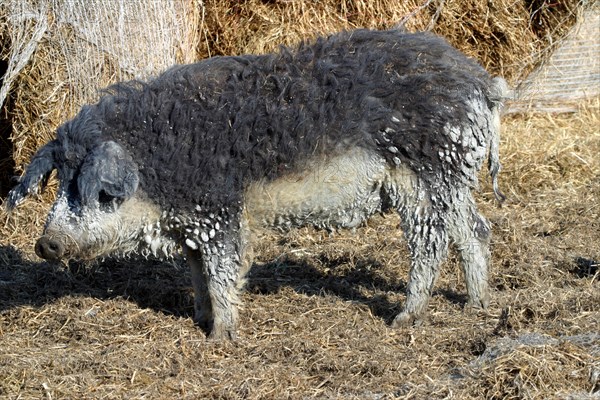 Mangalica pig