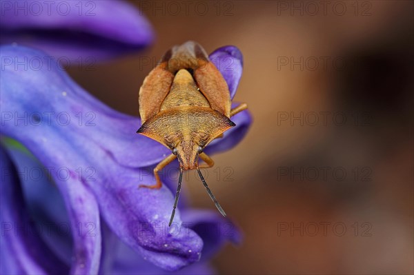 Northern fruit bug