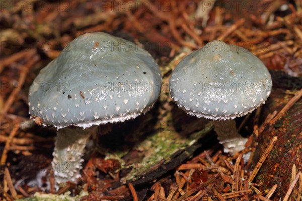 Verdigris mushroom