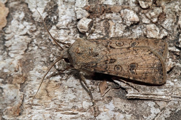 Turnip weed moth