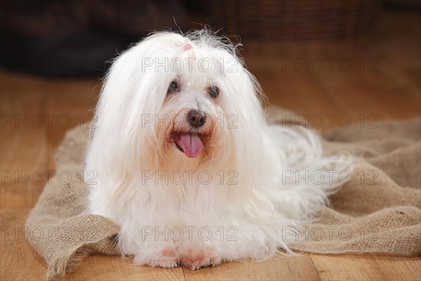 Coton de Tulear