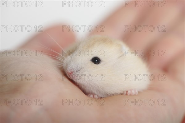 Young Russian Dwarf Hamster