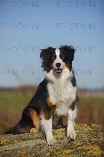 Australian Shepherd