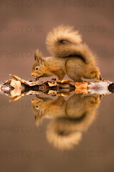 Eurasian red squirrel