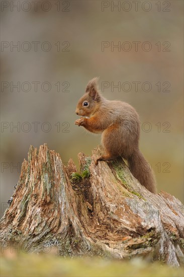Adult Eurasian red eurasian red squirrel