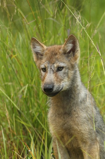 Grey gray wolf