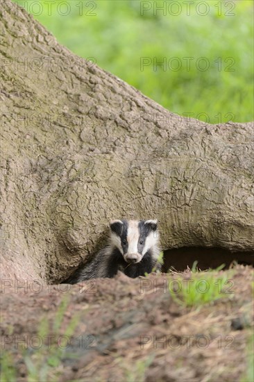 Eurasian Badger