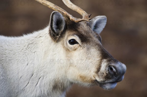 Reindeer